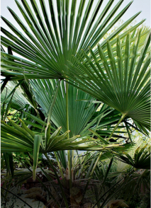 palmy