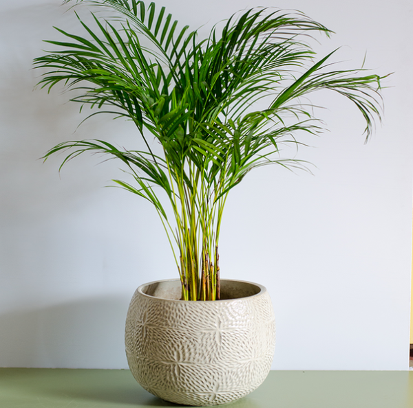 Dypsis