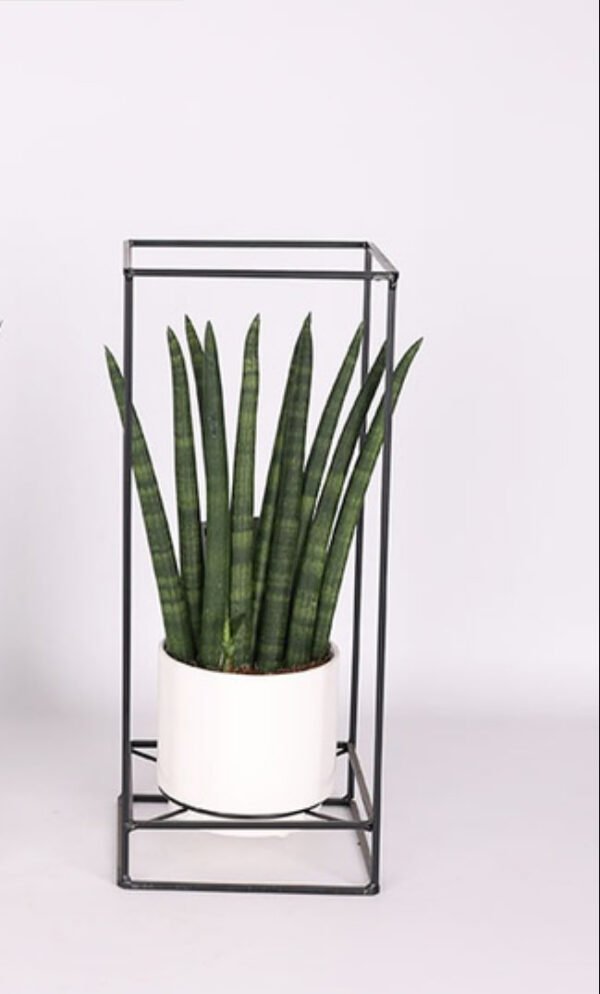 Sansevieria Cylindrica Mix